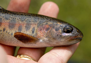 Red Band Trout Reference Photos